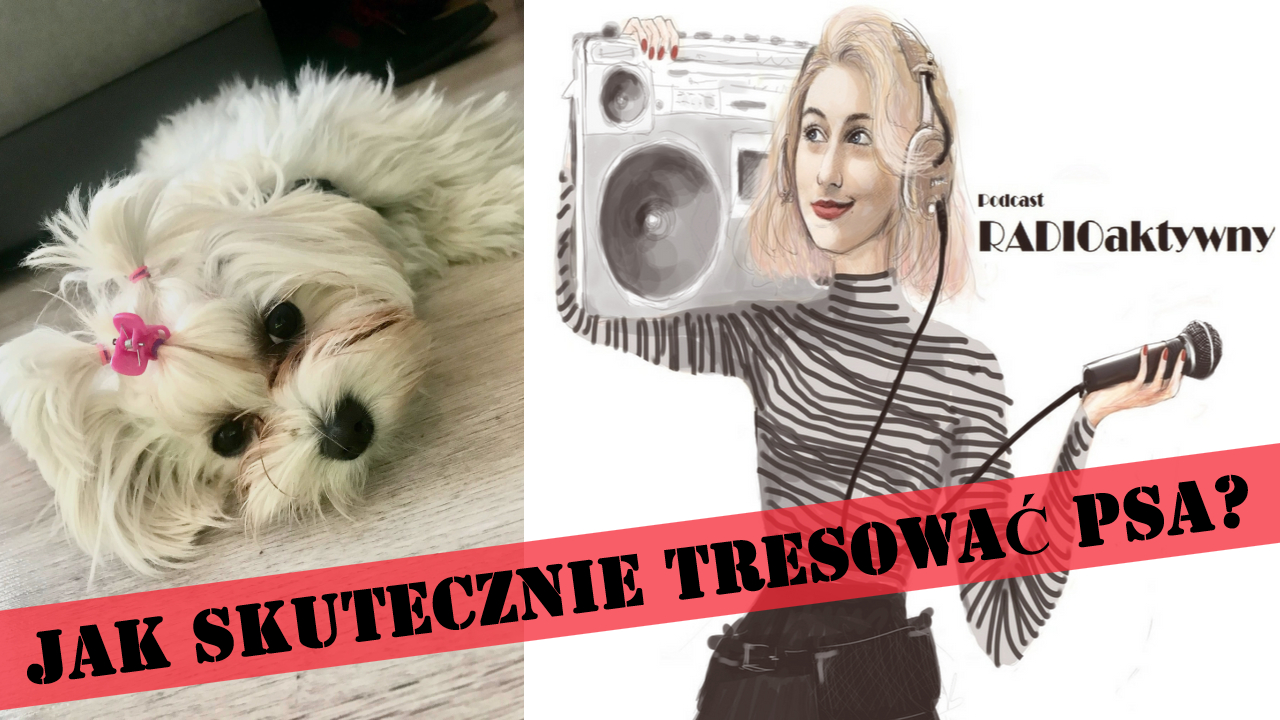 [31.] 🐕‍🦺 Jak nauczyć psa posłuszeństwa, czyli dlaczego komenda „nie rusz!” NIE DZIAŁA?